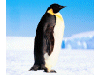 Captcha image 4992