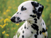 Captcha image 6146